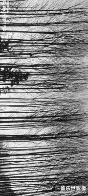 【枯藤老樹昏鴉】