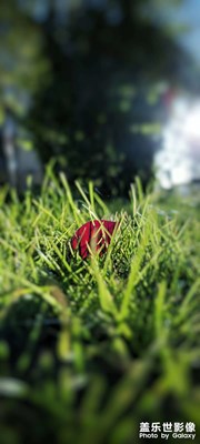 秋日最后一抹紅