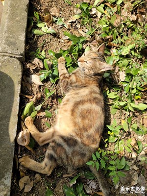 【難忘2021】+學(xué)校的貓