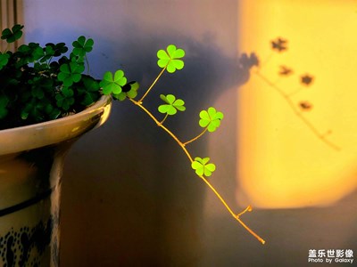 冬日清晨的綠色