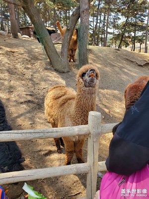 【難忘2021】動(dòng)物園游