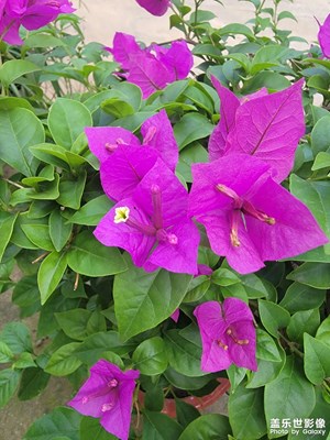 以前不知道為啥總是養(yǎng)死它