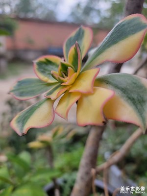 你那么美，景天科植物