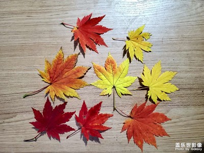 【難忘2021】四季如歌