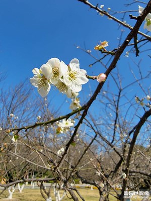 梅花開，含苞待放