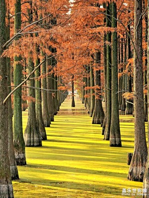 武漢【漲渡湖濕地保護(hù)公園】