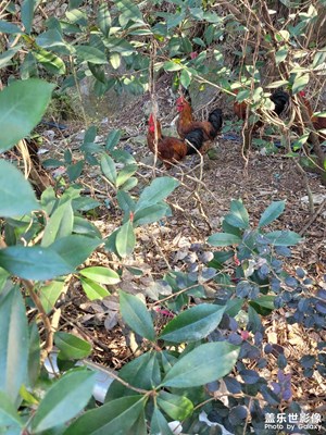 【難忘2021】吃雞