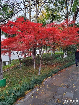 深秋，五彩斑斕的美。