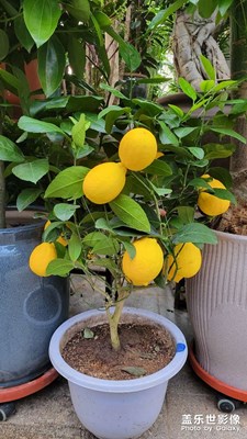 好喜歡逛花市啊!