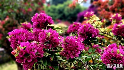 老梁光影~深圳市花勒杜鵑