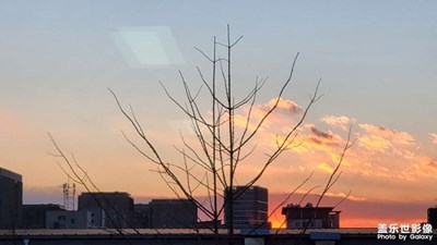 欲落還留映疏林