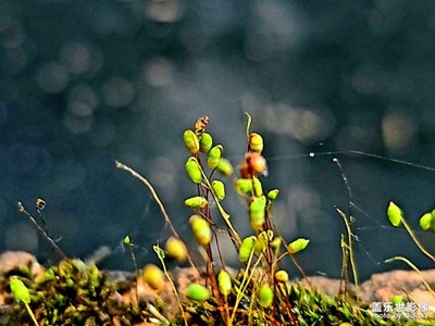 【難忘2021】+S21ultra我最滿意的全能拍照手機(jī)