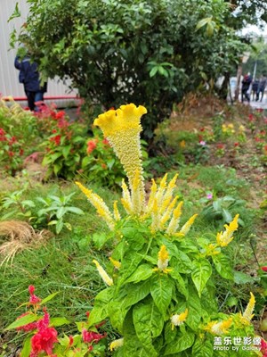 用三星note 20ultra 5G拍