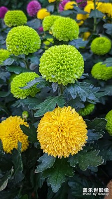 【光影瞬間】+菊花朵朵向太陽