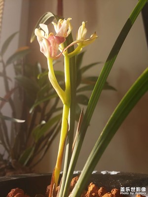 蘭花