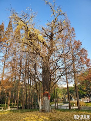 【光影瞬間】+陽光與樹葉