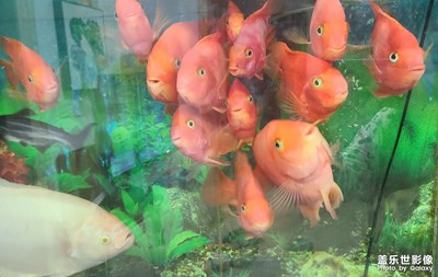 觀賞魚??