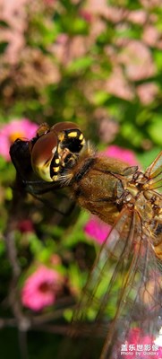 【難忘2021】+花間精靈