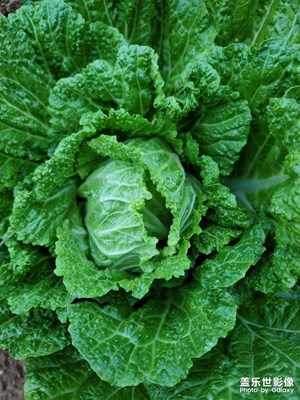 還是鄉(xiāng)下好自己種植