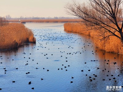 蘆花飄飛葦葉黃