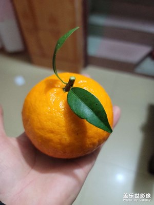 鄉(xiāng)下的種的沃柑