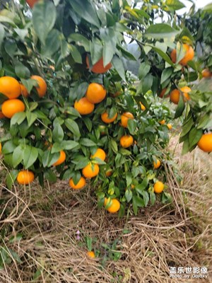 風(fēng)景好還是我連山