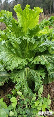 鄉(xiāng)村生活