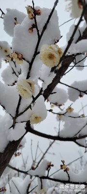 雪   梅花