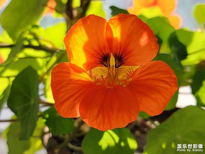 【新年隨拍】父親養(yǎng)的花