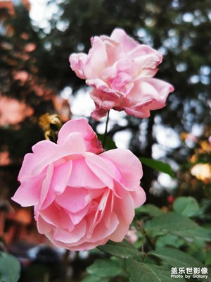 【新年隨拍】+月季