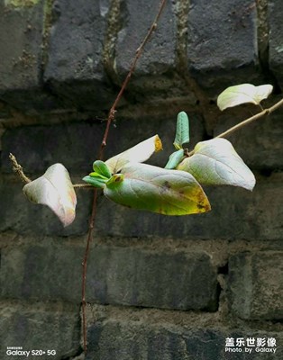 冬日里的堅(jiān)強(qiáng)