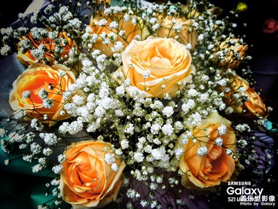 新年隨拍+冬日鮮花也潤(rùn)心