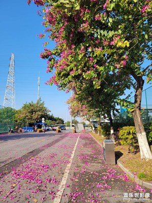 在廣州，冬天依然綠色。