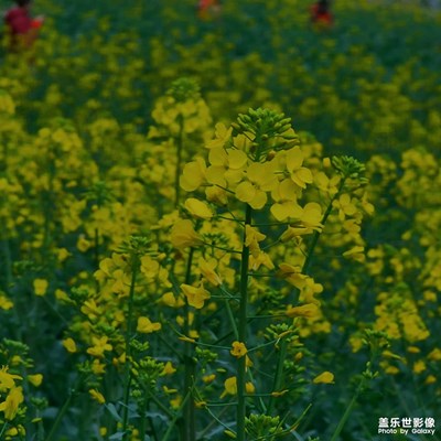 今年的油菜花開了