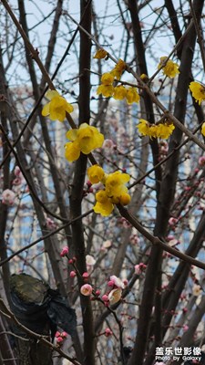 【色彩】+冬日里的金黃