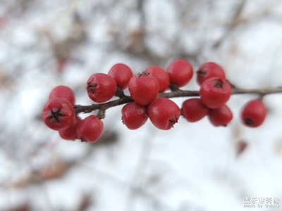 【色彩】冬日里的點點紅
