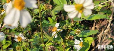 路邊隨手拍的采花大盜