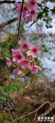 顓頊溶洞的櫻花