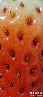草莓另一種視角