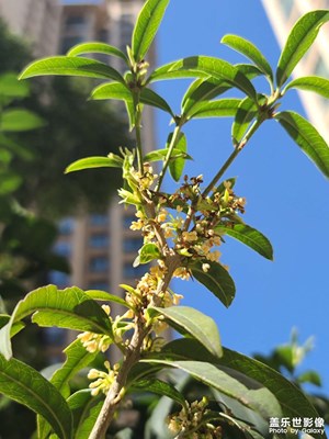 【發(fā)現(xiàn)之美】+小區(qū)隨拍