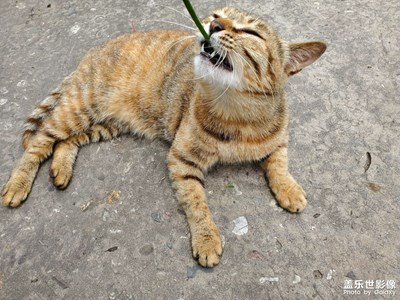 【發(fā)現(xiàn)之美】+貓貓狗狗