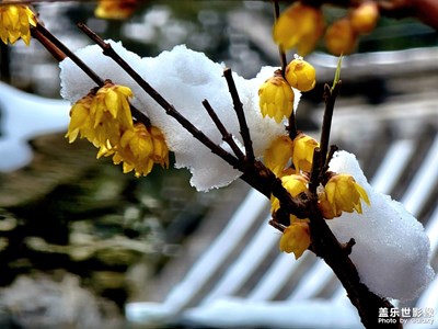 【發(fā)現(xiàn)之美】傲雪臘梅