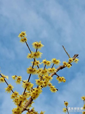 【發(fā)現(xiàn)之美】+冬盡春來早