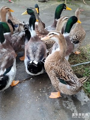 自己養(yǎng)的鴨