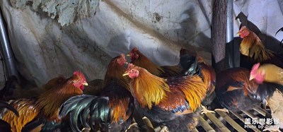 鄉(xiāng)下好。自己種菜自己養(yǎng)雞鴨