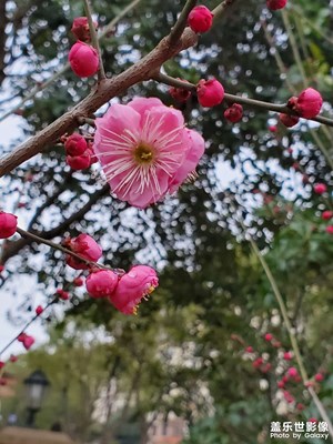 【中國年】+凌寒獨(dú)自開