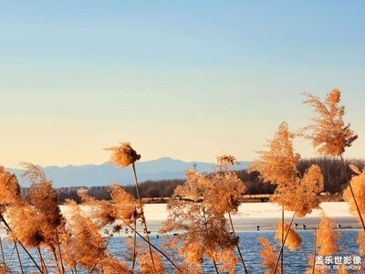 虎年初三水庫(kù)看鳥(niǎo)