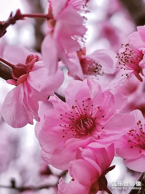 【家鄉(xiāng)年味】

臘梅花開