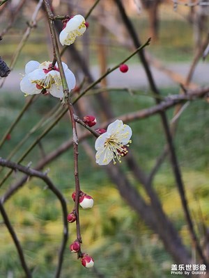 【新春色彩】立春