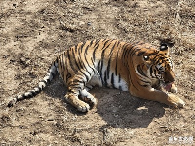初五出去玩拍的小動物